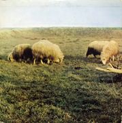 [Slika: 112978290_1975_aa.jpg]