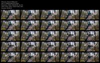 Free Image Hosting